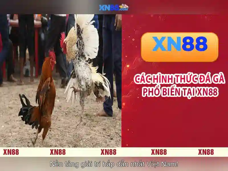 💎tỷ lệ cá cược vòng loại châu âu💎 💎tỷ lệ cá cược vòng loại châu âu💎